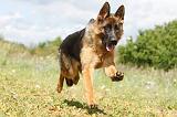 BERGER ALLEMAND 343